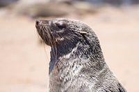 jeune phoque à fourrure