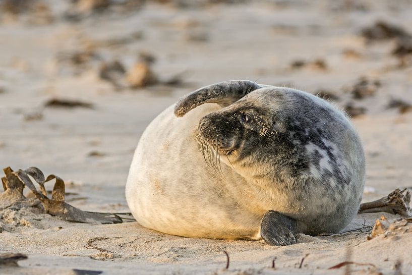 Kommt da Mamma? von Daniela Beyer