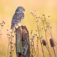 Eule zwischen Pflanzen