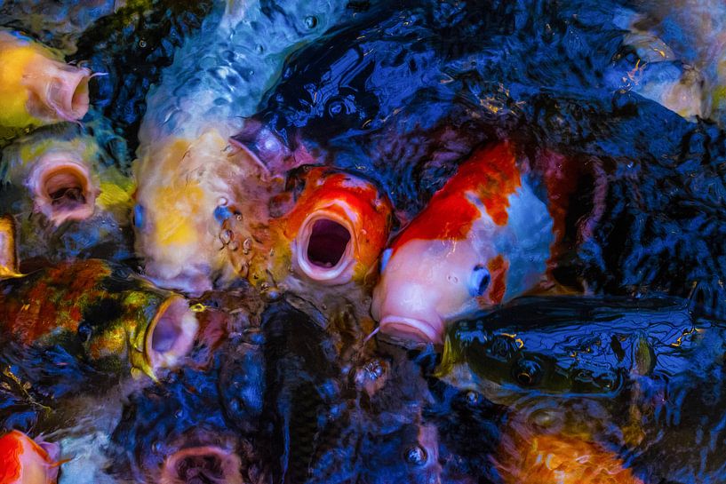 koikarpers genieten by Peter Relyveld