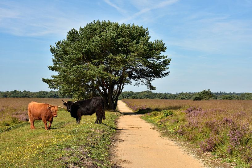 Schottische Hochländer in der Veluwe von Charlene van Koesveld