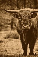 Schottischer Hochlandbewohner