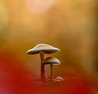 paddestoel in warme herfstinten