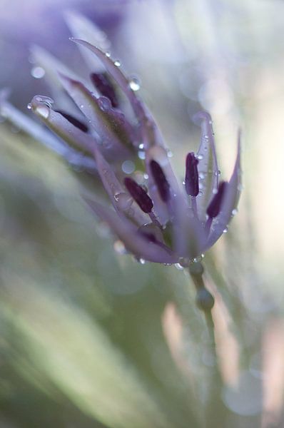 Painted by light II par Andrea Gulickx