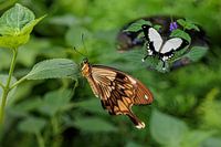 Africa Swallowtail butterfly
