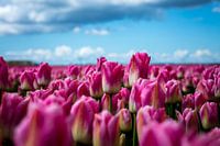 Tulpen