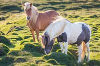 Icelandic horses, colourful Icelandic horses