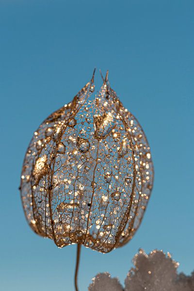 Coque Physalis par Thomas Heitz