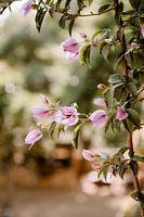 Flowers from Portugal
