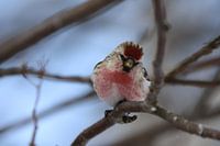Großkopfige Amsel in der Brutzeit mit rotem Kopf und roter Brust in Nordschweden