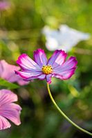 Fleur rose avec cœur jaune