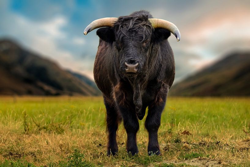 Highlander von Arjen Roos