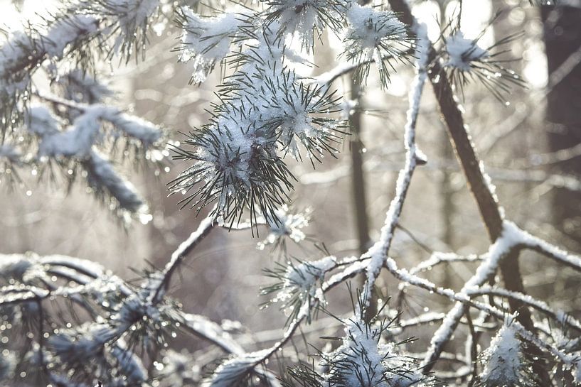 Winter auf der Utrechtse Heuvelrug! von Peter Haastrecht, van