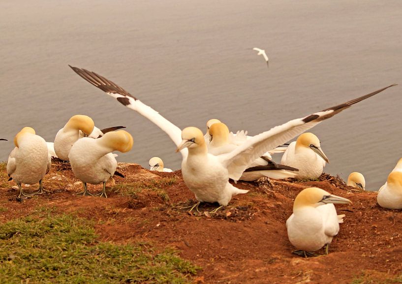 Basstölpel von Wiebke Blume