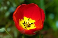 Tulip