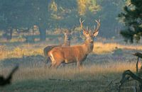 Cerf rouge sur la Veluwe
