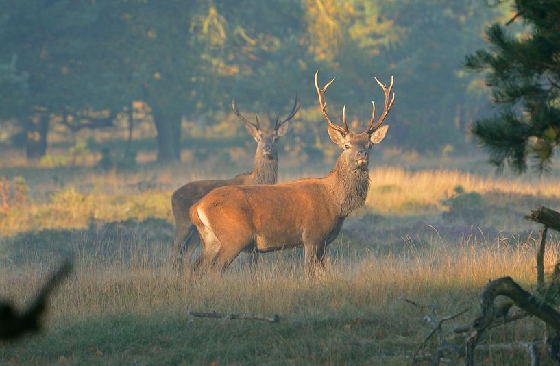 Cerf rouge sur la Veluwe par Roy Zonnenberg
