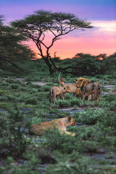 Namibia Etosha Löwenrudel am Morgen von Jean Claude Castor