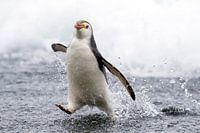 Königspinguin läuft übers Wasser