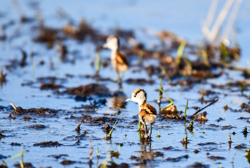 African Jacarna by Robert Styppa
