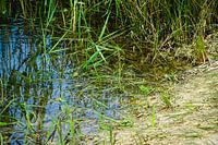 Grenouilles rugissantes