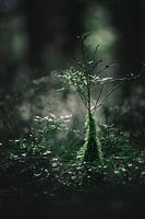 Mini tree on the Veluwe