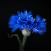 Cornflower #7933