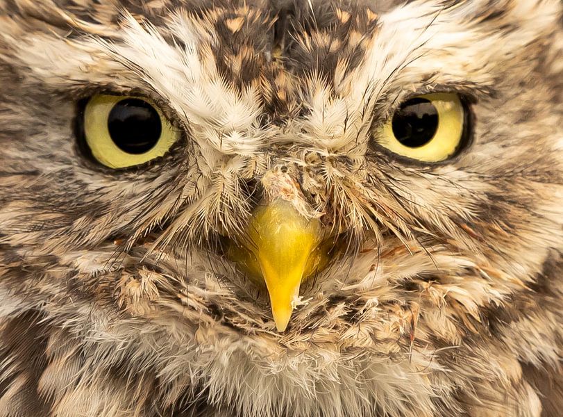 The eyes of a little owl. by Wouter Van der Zwan