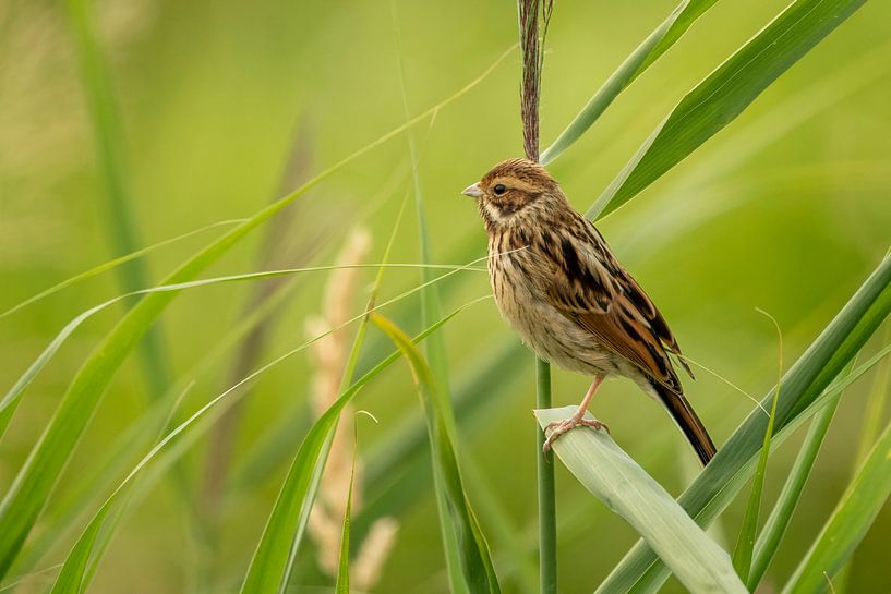 young Reed Bunting on the lookout by Galerij van Gert-Jan van Veen