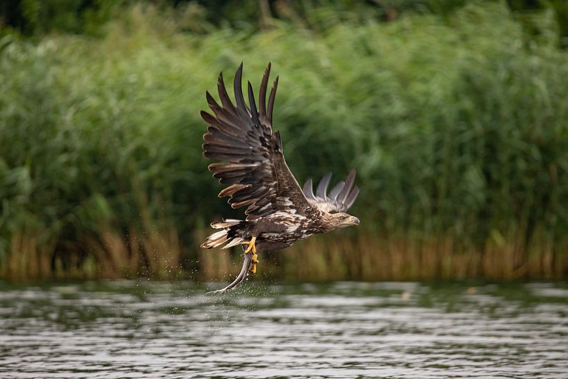 White Tailed Eagle, Haliaeetus albicilla by Gert Hilbink