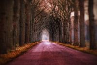 Sprookjesachtige laan midden in de bossen.