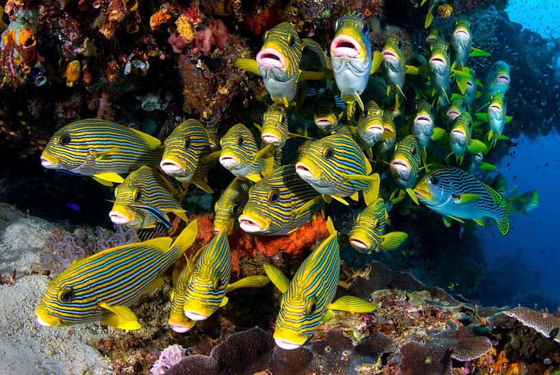 Vivaneaux à bandes bleues par Filip Staes
