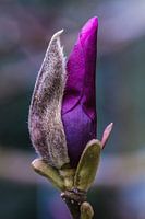 Magnolia knop ontluikt