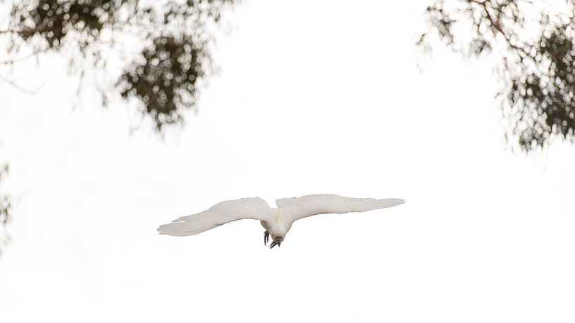Kakadu von Pieter van der Zweep