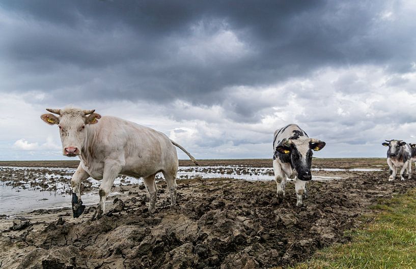 Elated Dutch cows at the Frisian Wadden coast in spring by Mischa Corsius
