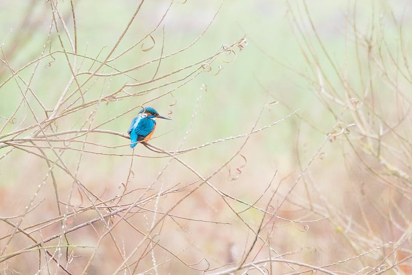 Martin-pêcheur à l'affût par Danny Slijfer Natuurfotografie