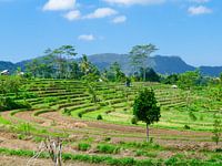 De rijstvelden in Bali