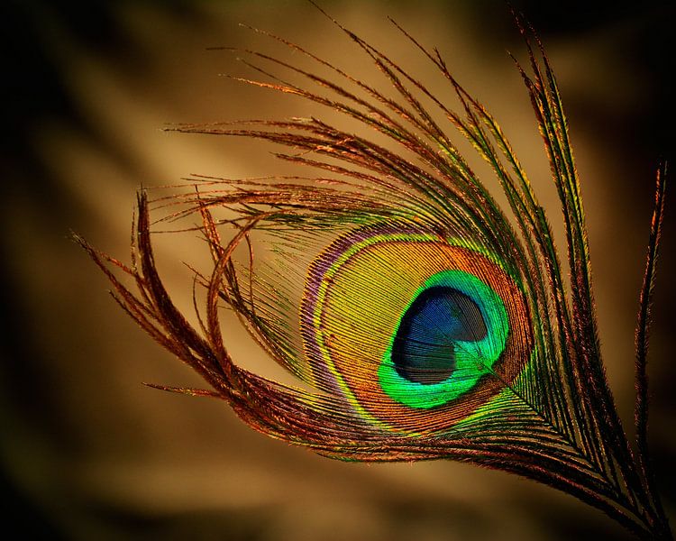 Plume de paon par Saskia Schotanus