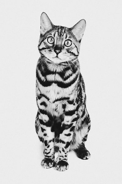 Portrait artistique du chat du Bengale en noir et blanc par Lotte van Alderen