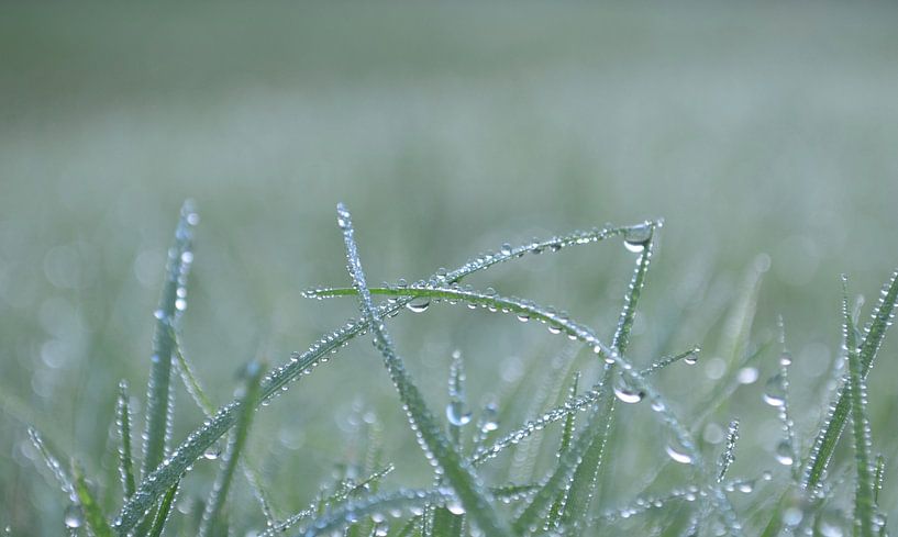 Tau auf dem Gras von Joyce Derksen