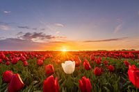 Durf anders te zijn...