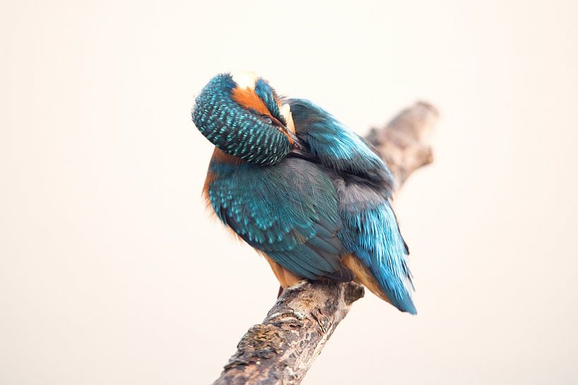 IJsvogel op tak by Mike Bos