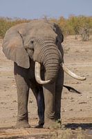 Elephant with big tusks