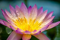 Nénuphar des Pays-Bas