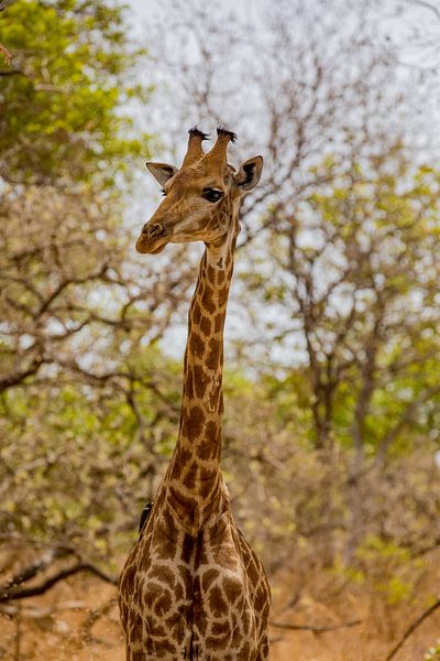 Giraffe in einem Nationalpark in Senegal von Laura V