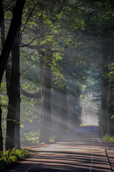 It's raining sunshine by Wim Westmaas