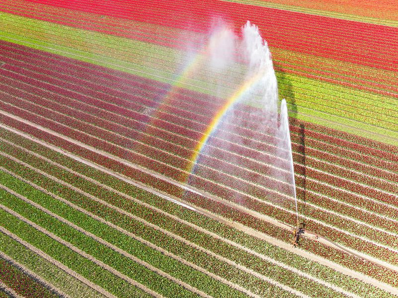 Tulpen auf einem mit einem landwirtschaftlichen Sprinkler besprühten Feld von Sjoerd van der Wal Fotografie