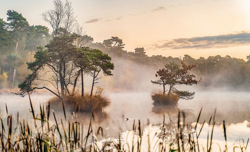 Lever de soleil sur les bois et les marais d'Oisterwijk en hiver par Dave Verstappen