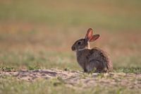 Eingetauchtes Kaninchen in der Abendsonne