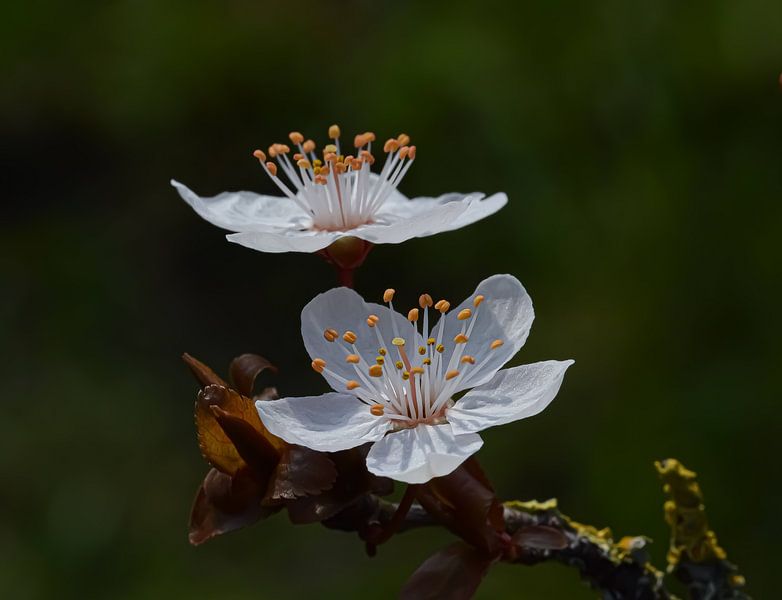 Blossom by Esther van Dijk